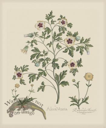 Besler 217 Colored  B2